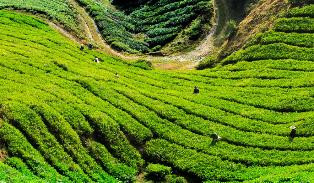 Tea Farm at Cameron Highlands