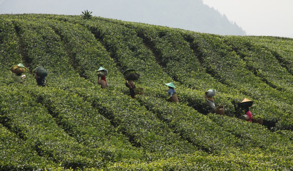 Women working in tea plantation.