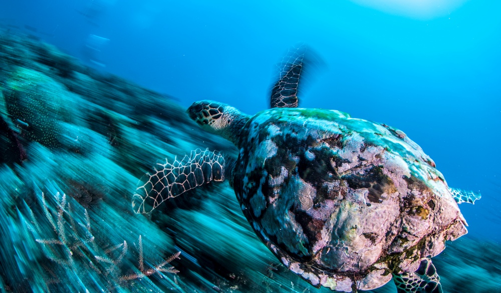 sea turtle