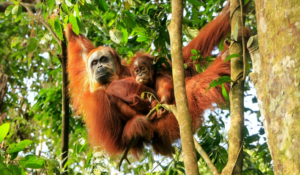 Female Sumatran orangutan with a baby hanging in the trees, Gunung Leuser National Park, Sumatra, Indonesia. Sumatran orangutan is endemic to the north of Sumatra and is critically endangered.