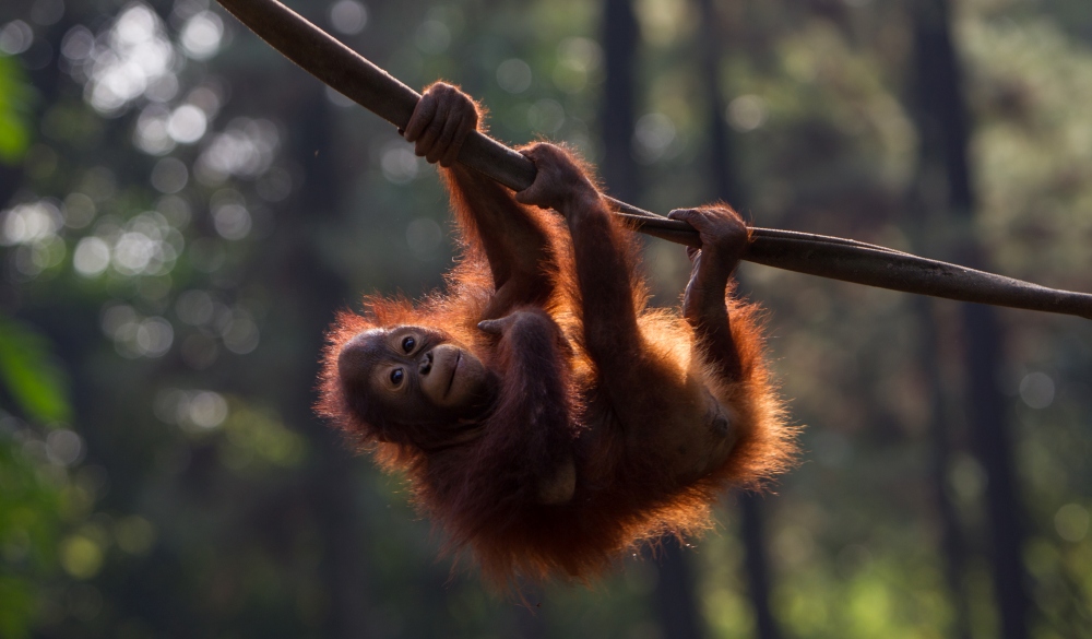 Baby Bornean Orangutan seen playing in West Java.