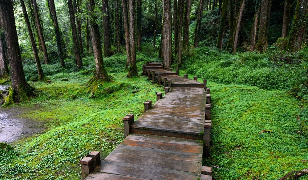 Alishan Forest Recreational Area