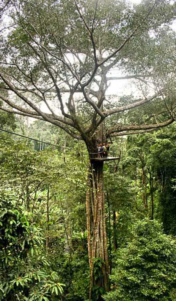 Jungle zip-line in Bangkok