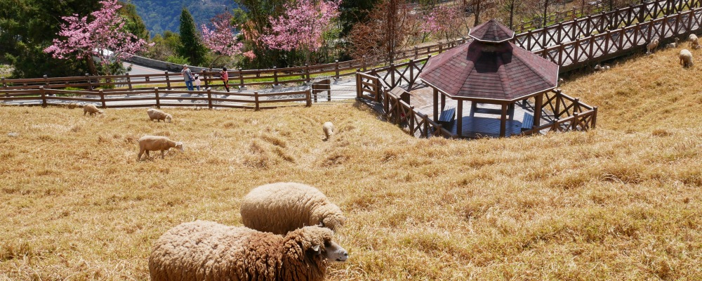 sheeps in grass at Cingjing Farm in Nantou 