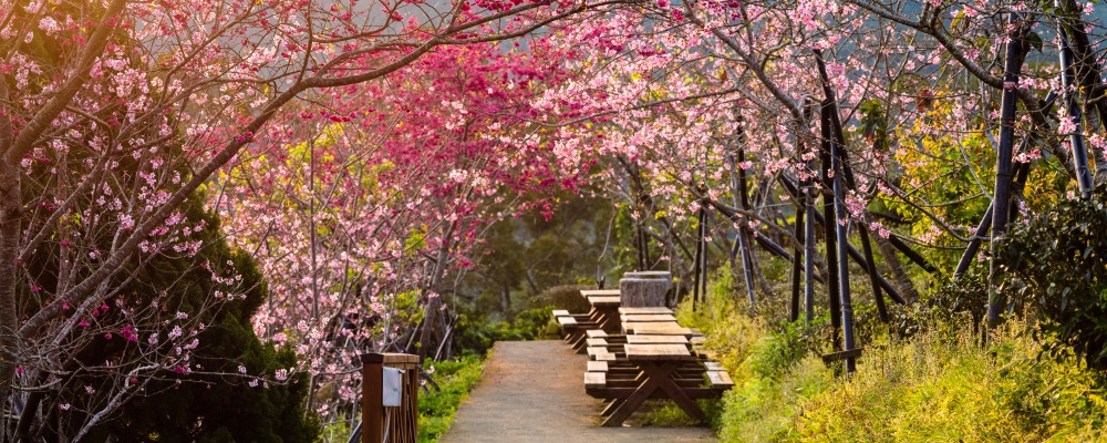 Beautiful Cherry blossom Road in Taiwan