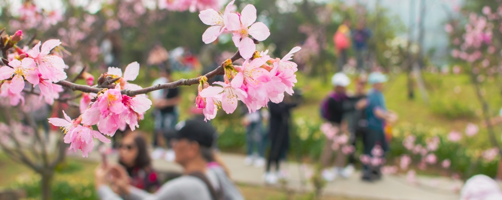 Close up of holiday to Yangmingshan flower viewing; Shutterstock ID 1329064559