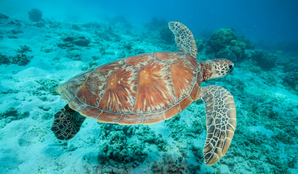 Underwater photograph of a swimming sea turtle