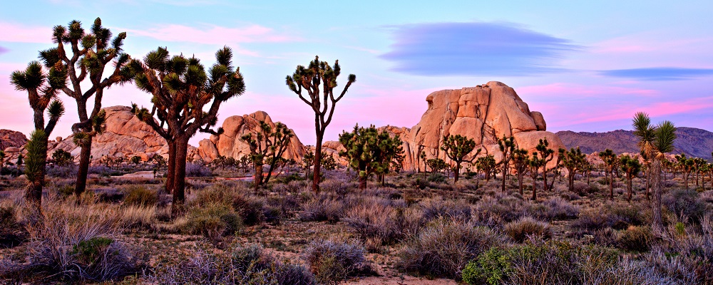 Joshua Tree National Park