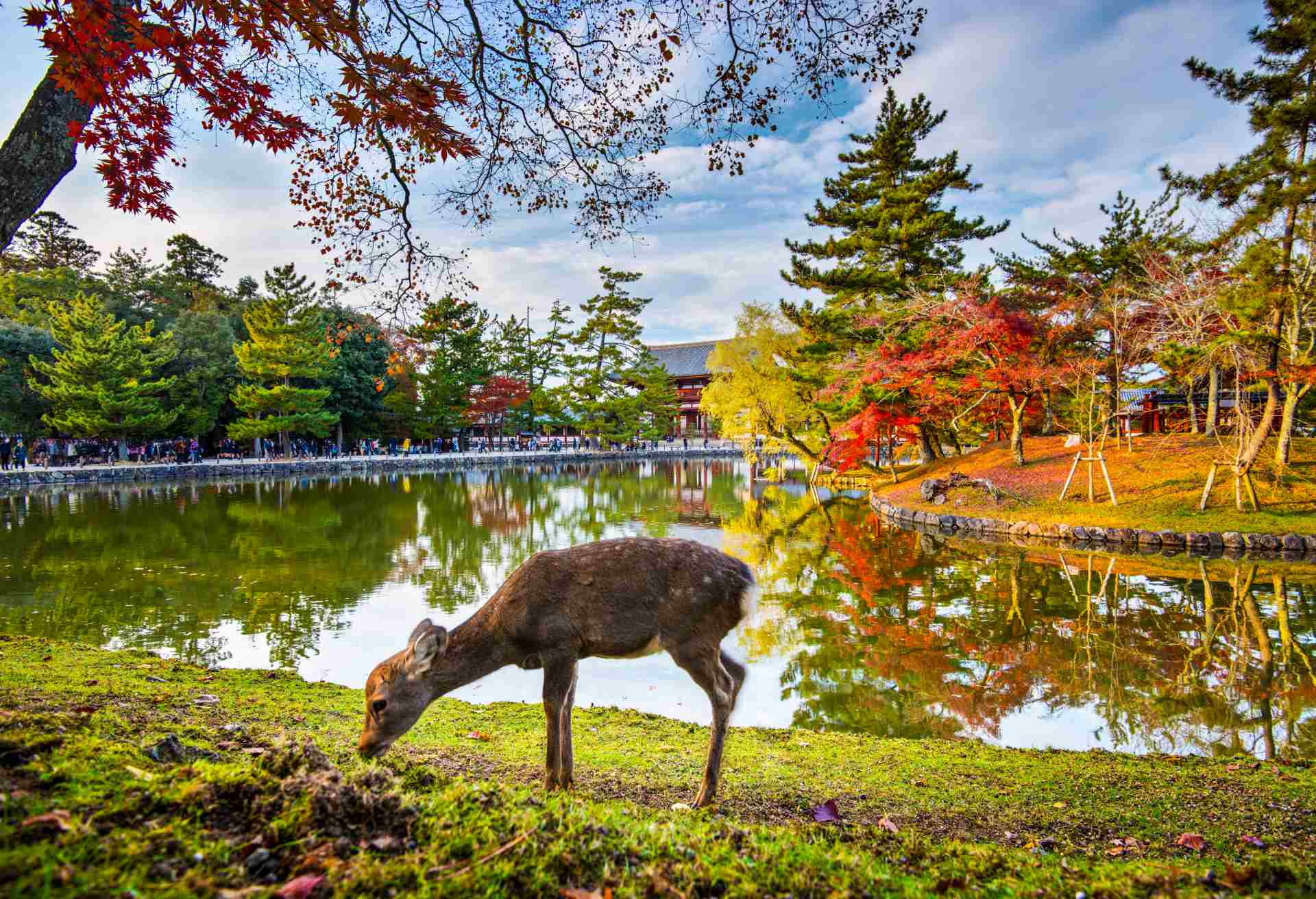 Nara Deer