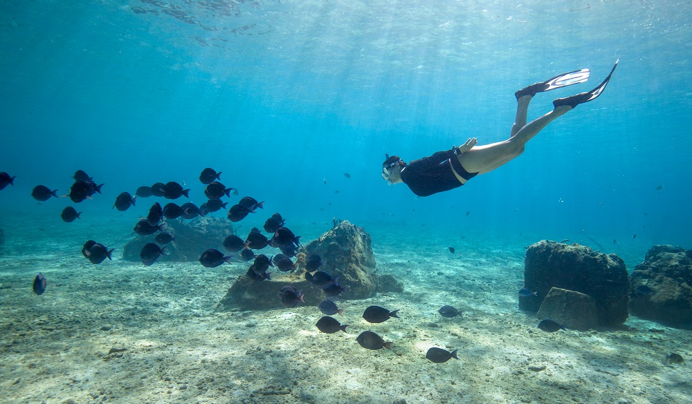 Female snorkelling along side a school of Blue tang fish (Acanthurus coeruleus) in the crystal clear waters of Cozumel island in Mexico.