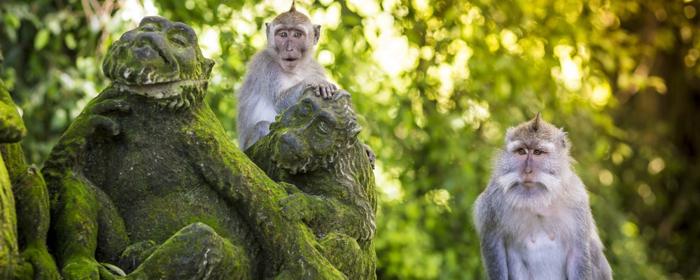 Sacred Monkey Forest Sanctuary