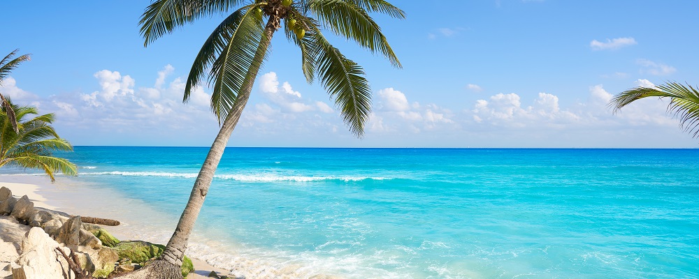 Playa del Carmen, Riviera Maya, palm tree on the beach