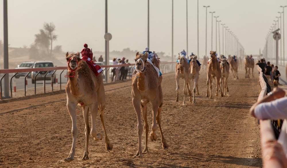 Camel race in Dubai; Dubai on a budget
