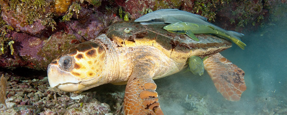 Punta Gorda, Belize