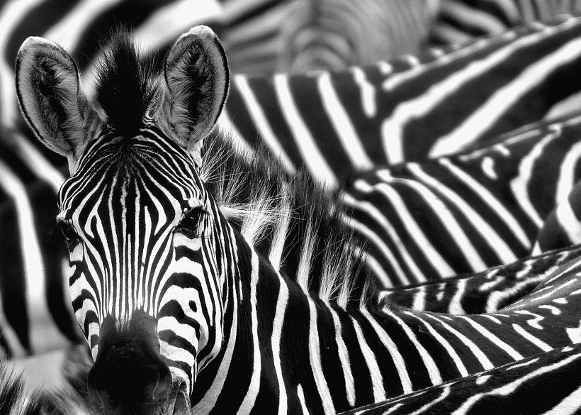 6 Best Safari Destinations in Africa with Hotels