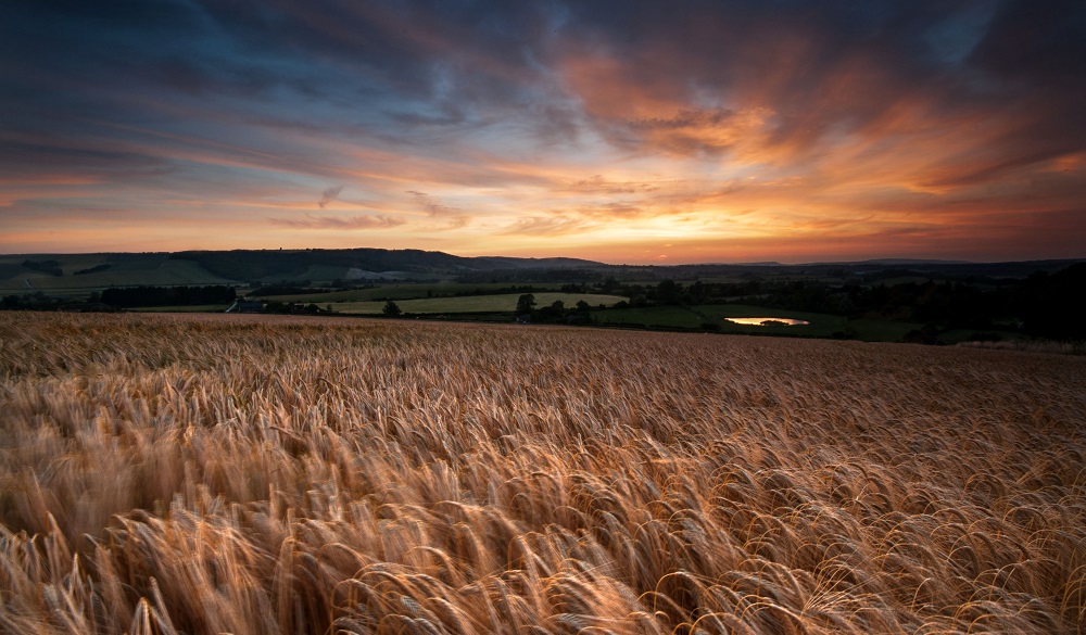 Amberley fields