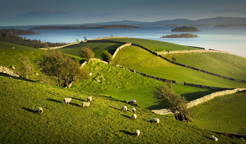 Green fields with sheep in Cong