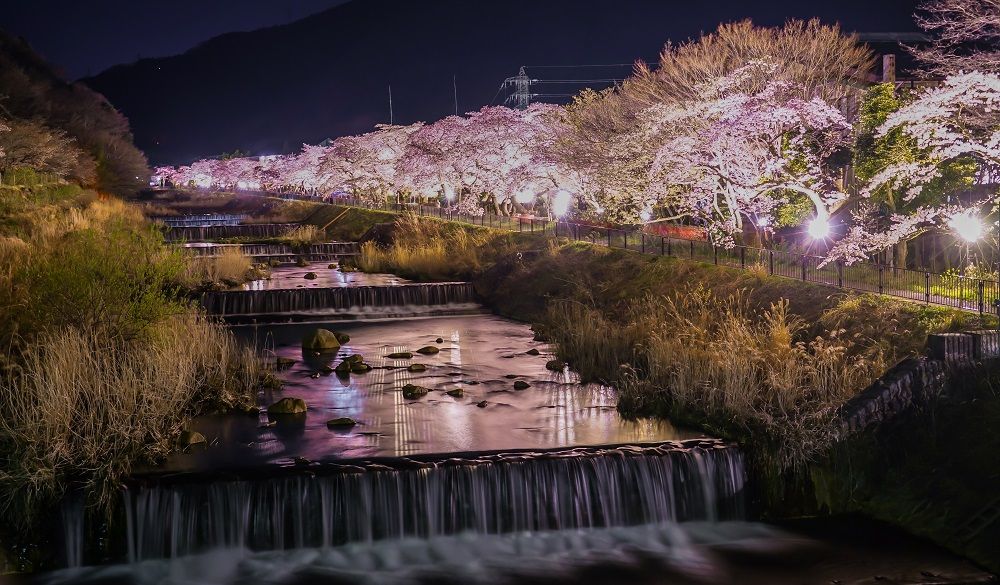 Cherry blossom trees along a stream