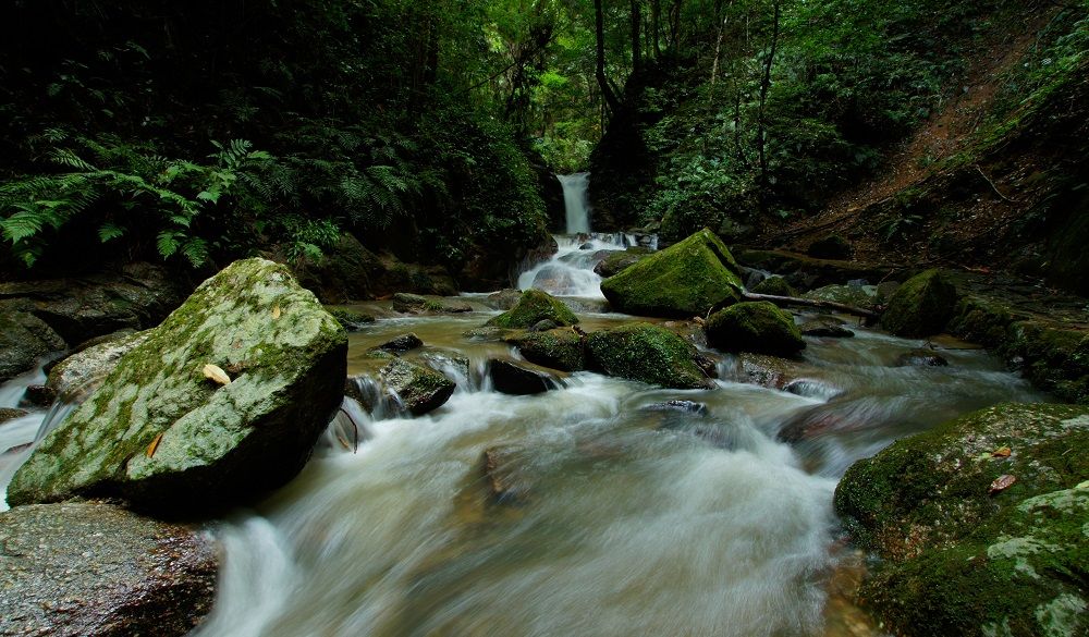 Beautiful jungle stream in Japan