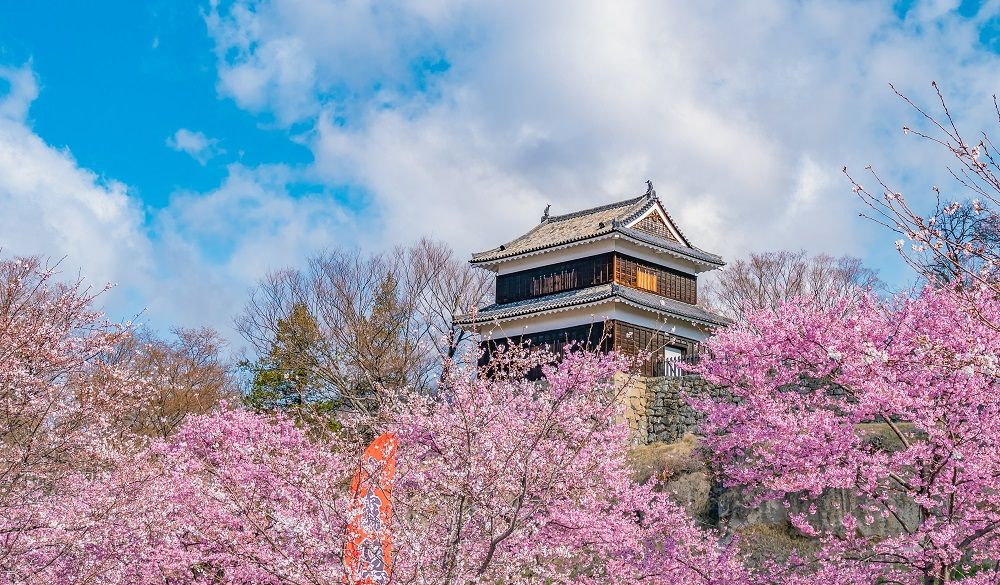 Cherry blossom trees in Japan