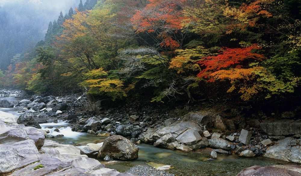 A peaceful stream in Japan