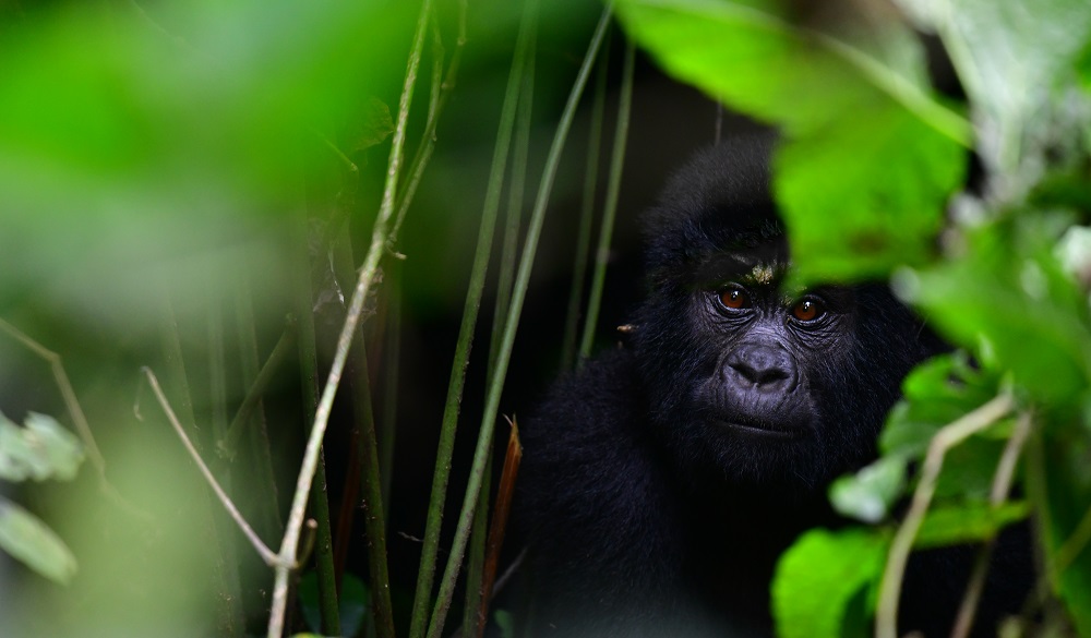 In Nkuringo, Bwindi Impenetrable National Park, Uganda