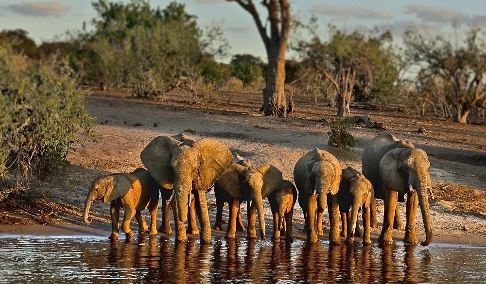 Safari Destinations in Africa Chobe National Park 