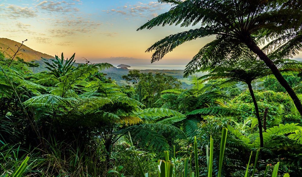 Daintree rainforest Mount Alexandra Lookout