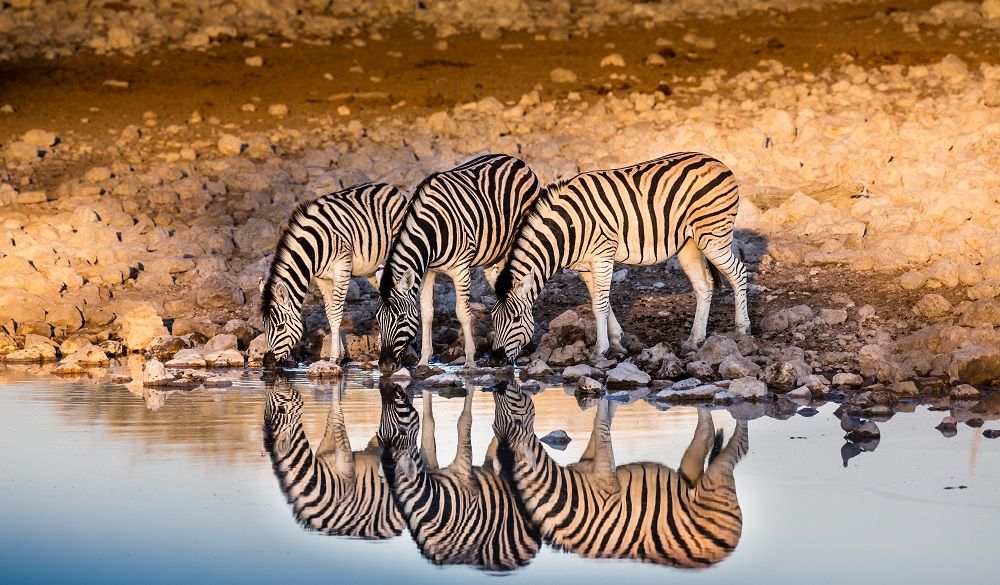 Safari Destinations in Africa Etosha National Park