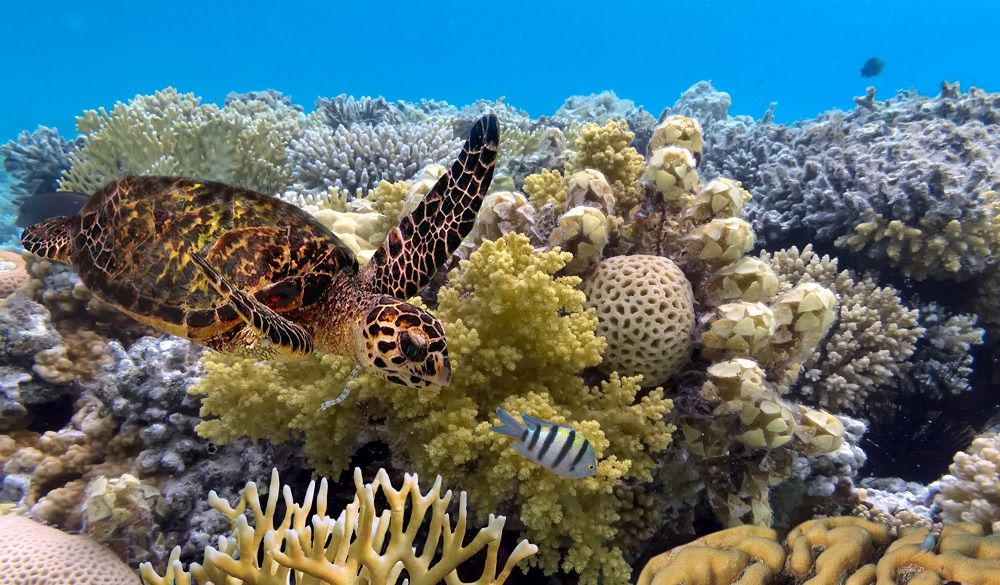 great barrier reef