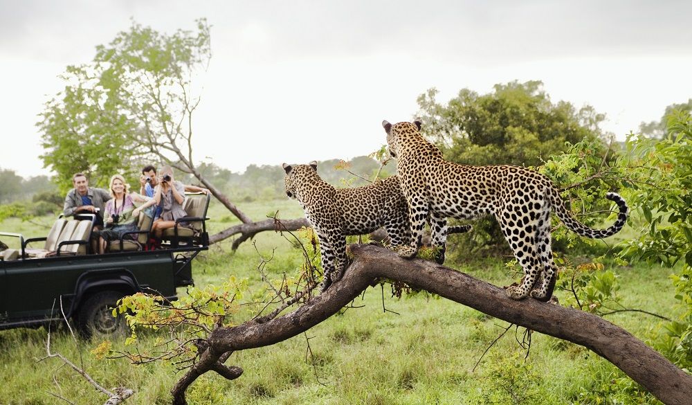 Safari Destinations in Africa Kruger National Park