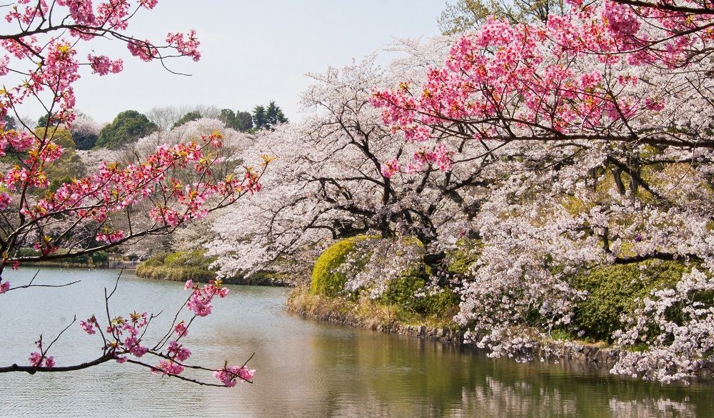 Cherry blossoms at Yokohama Mitsuike Park