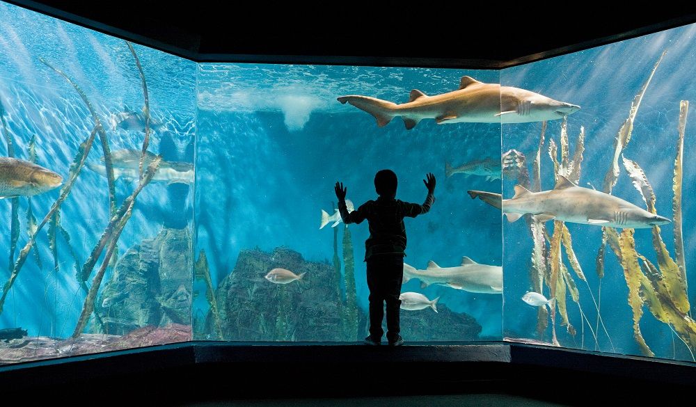 New England Aquarium