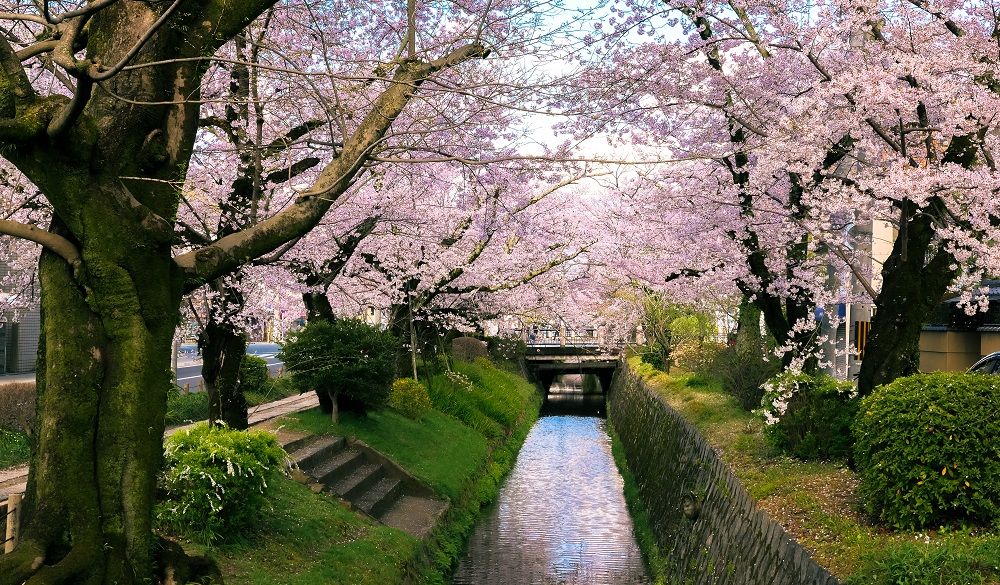 Cherry Blossom Trees Canal along Philosopher's Walk
