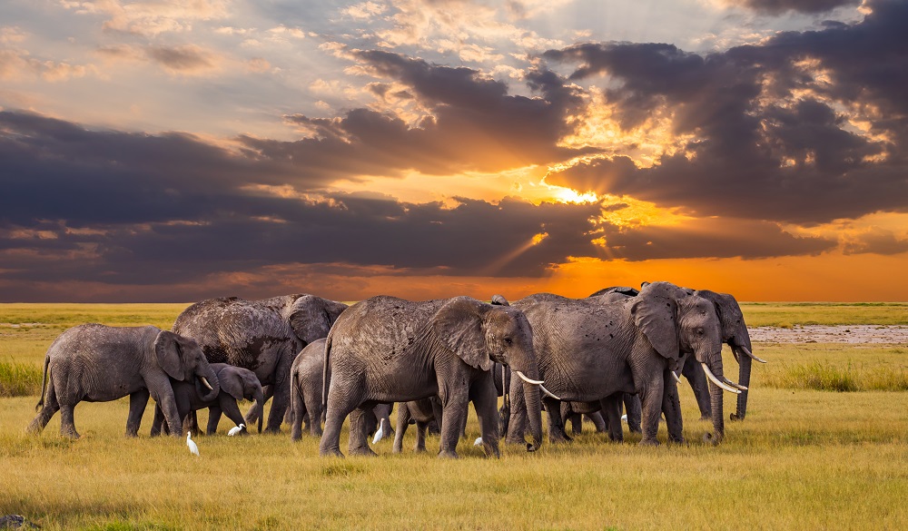 Serengeti National park, Tanzania