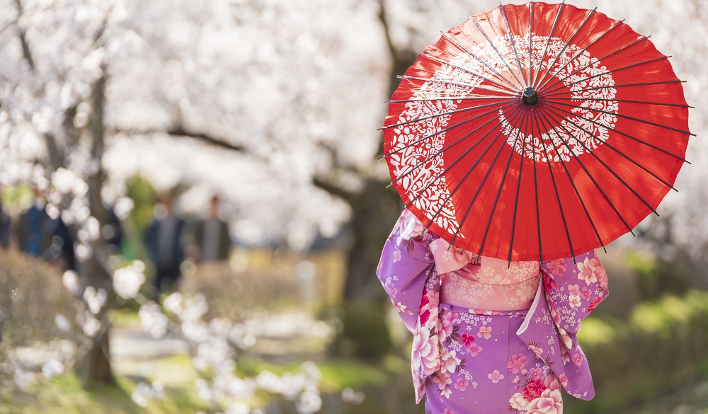 dressed in Kimono with red umbrella and with cherry blossom