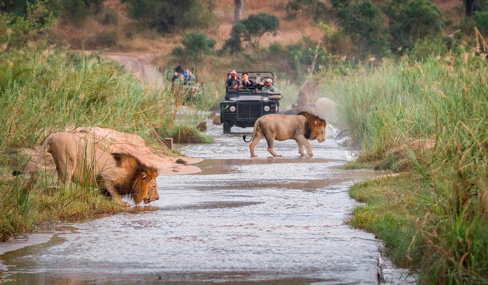 Two male lions, Panthera leo, walk across a shallow river, one crouching drinking water, two game vehicles in backgrounf carrying people