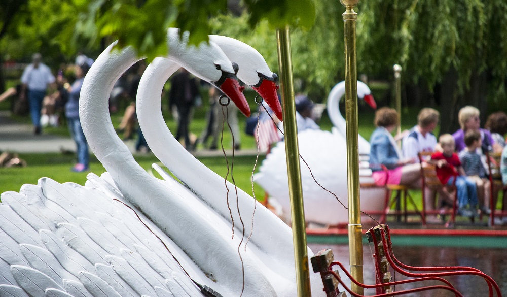 Swan boats in the Public Garden.