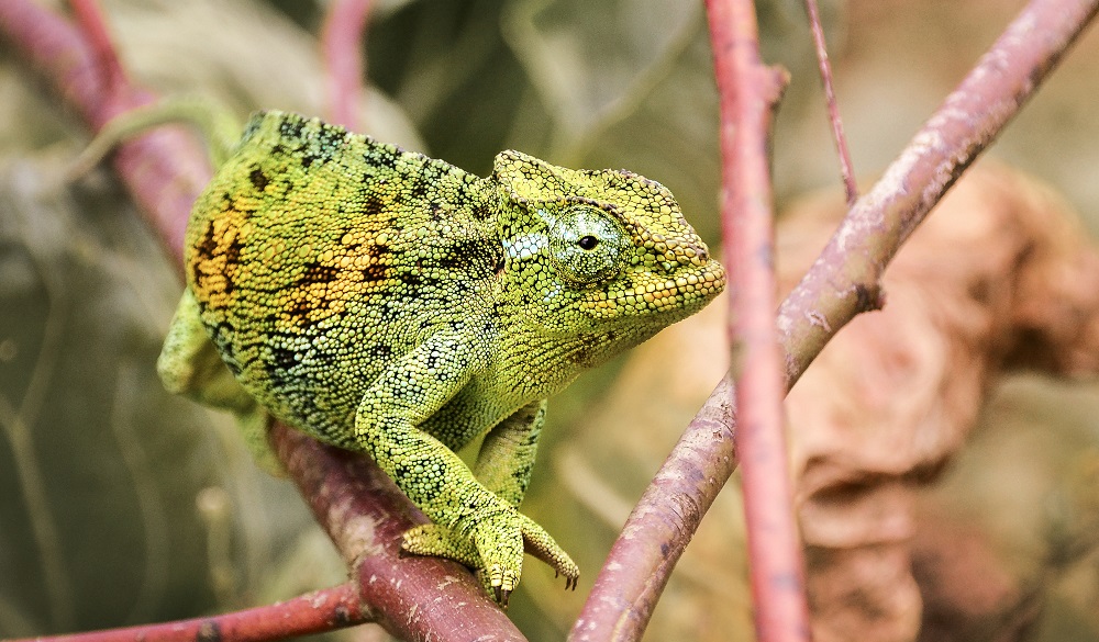 A curious chameleon within Uganda's Bwindi National Park while trekking for mountain gorillas