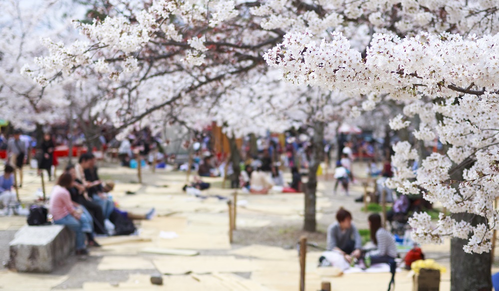 Cherry trees in bloom at Maruyama Park where is the most popular park for Hanami (cherry blossoms viewing party) in Kyoto City.