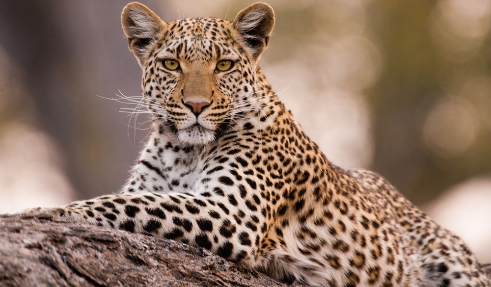 Safari Destinations in Africa Chobe National Park Leopard