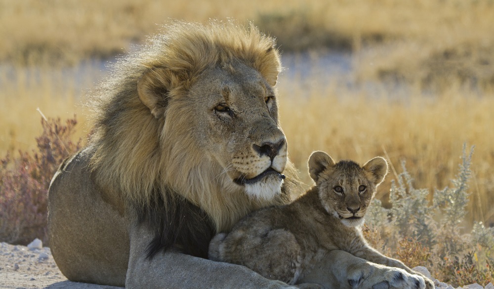 lion and lion cub