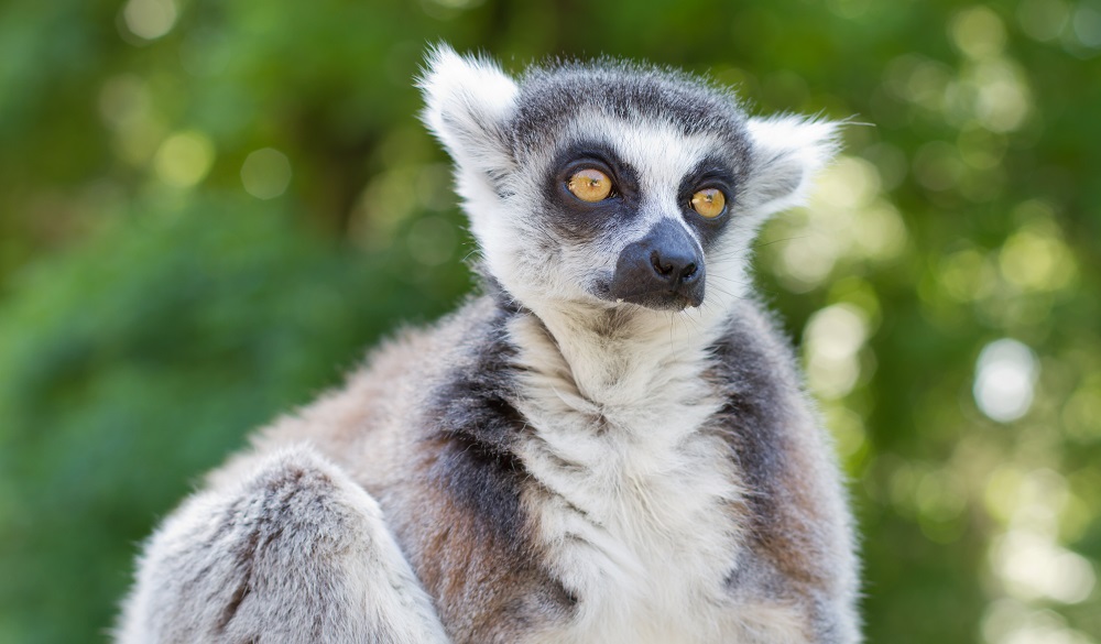 Ring tailed lemur (lemur catta) posing and relaxing