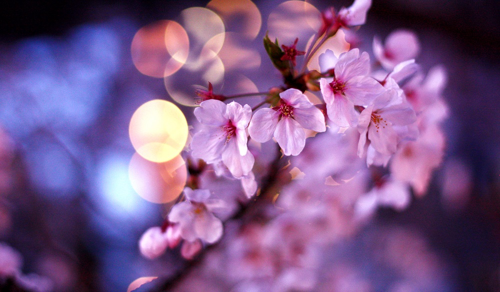 Sakura in the night lights.