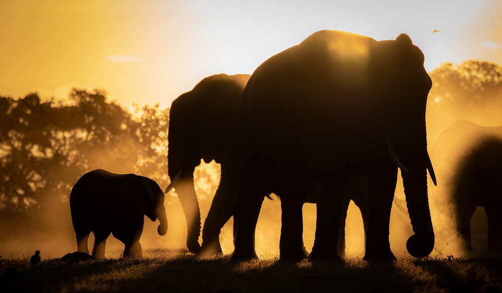 Silhouettes of African elephants, Loxodonta africana, against orange yellow background.