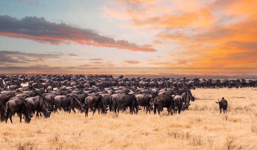 This photo was taken during the game drive safari in Serengeti national park ,Tanzania. There were a lot of wildebeest migrate to Kenya and looking for the river.