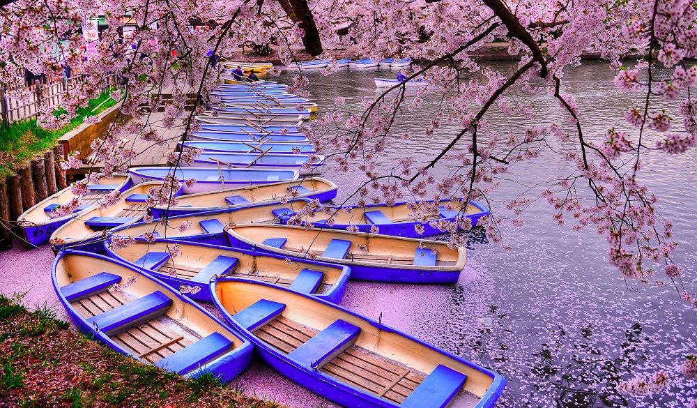 Cherry Blossom Deck