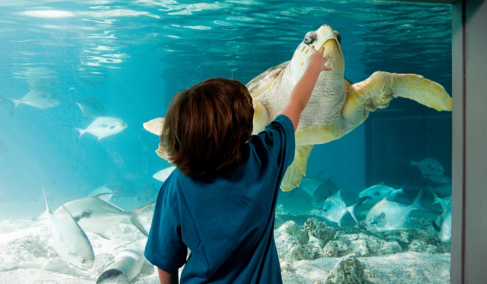 New England Aquarium