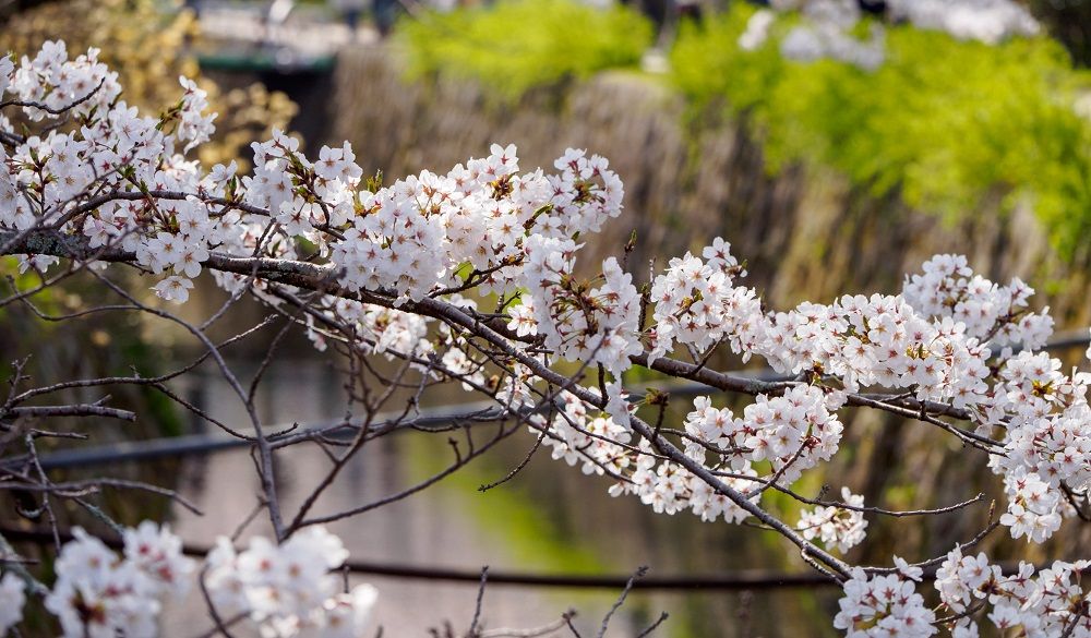 Sakura flowers (cherry blossom) above the canals of the famous Philosopher's Path
