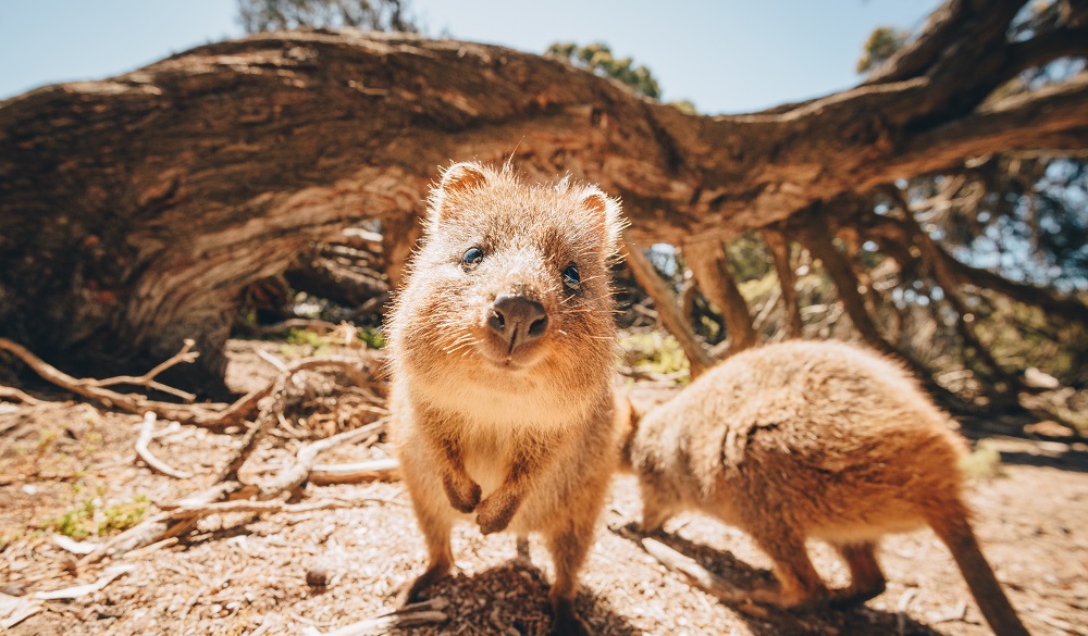 Quokkas on Rottnest Island near Perth, Australia